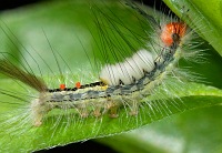 White Marked Tussock Moth - click to enlarge