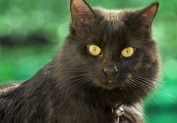 Black Cat - click to enlarge