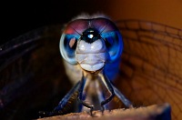Blue-Maroon Dragonfly - click to enlarge