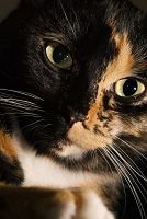 Calico Kitty - click to enlarge