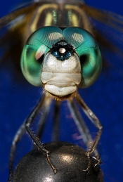 Close-up of a Dragonfly - click to enlarge